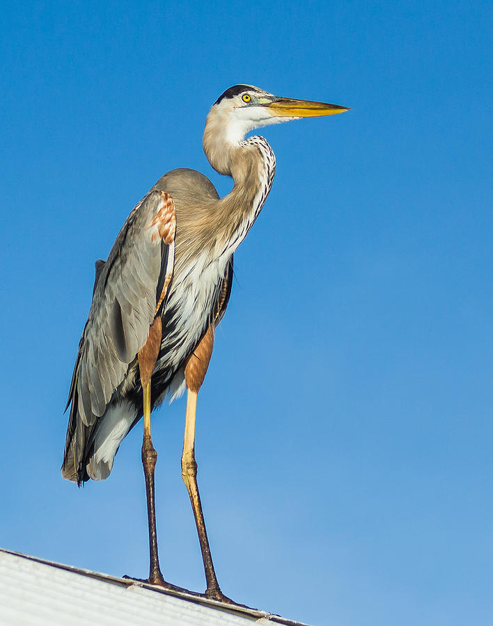 Great Blue Heron #1 Photograph by Jane Luxton