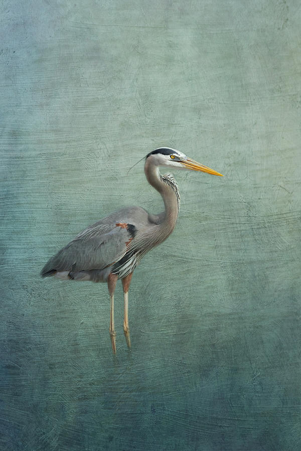 Heron Photograph - Great Blue Heron #1 by Kim Hojnacki