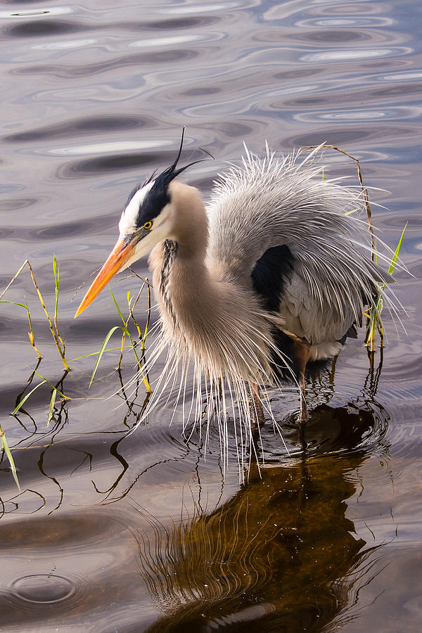Great Blue Heron Photograph by Mark Little