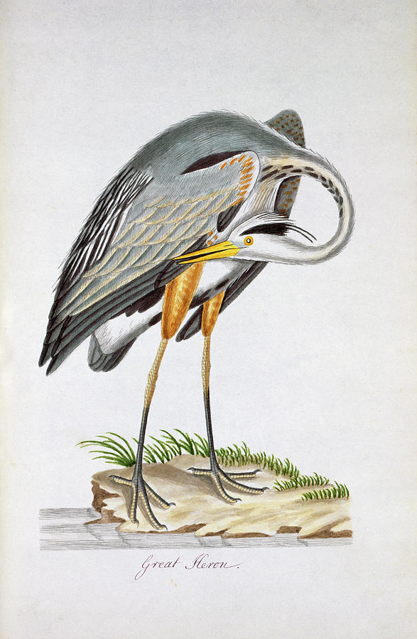 Great Blue Heron #1 Photograph by Natural History Museum, London/science Photo Library