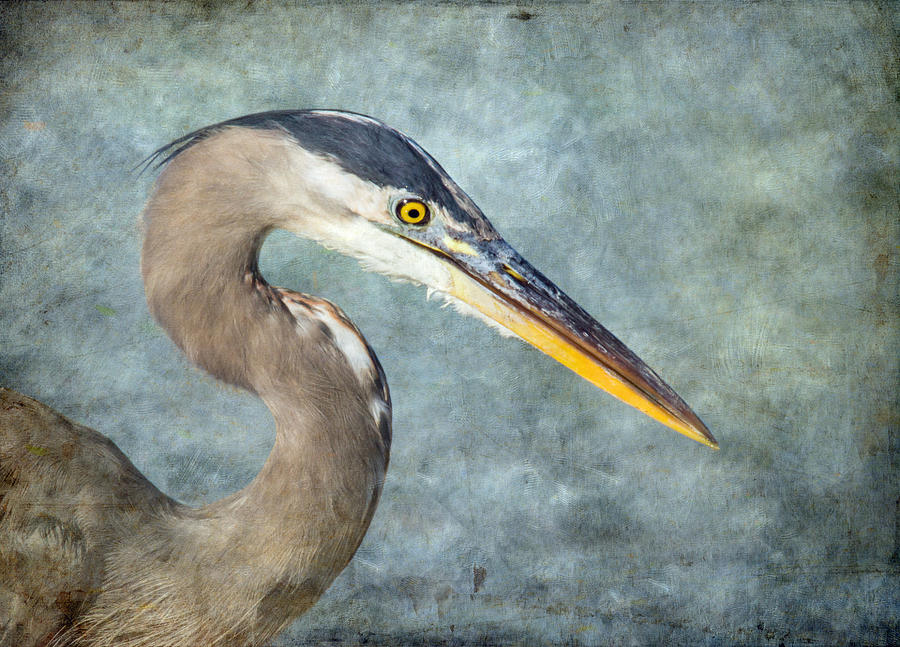 Great Blue Heron Portrait #1 Photograph by Angie Vogel