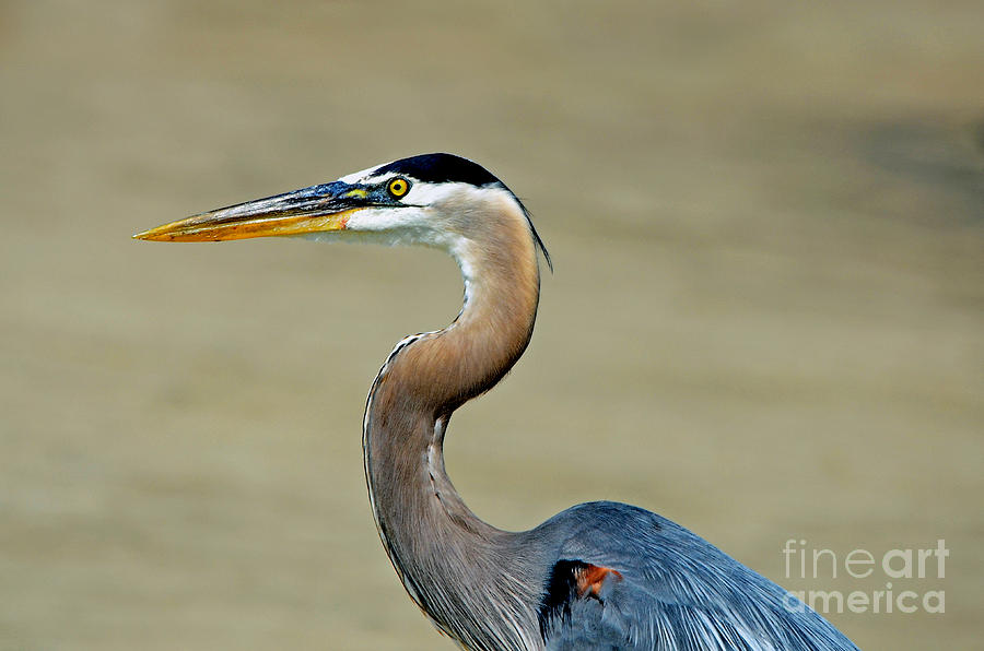 Great Blue Heron #1 Photograph by Rodney Campbell