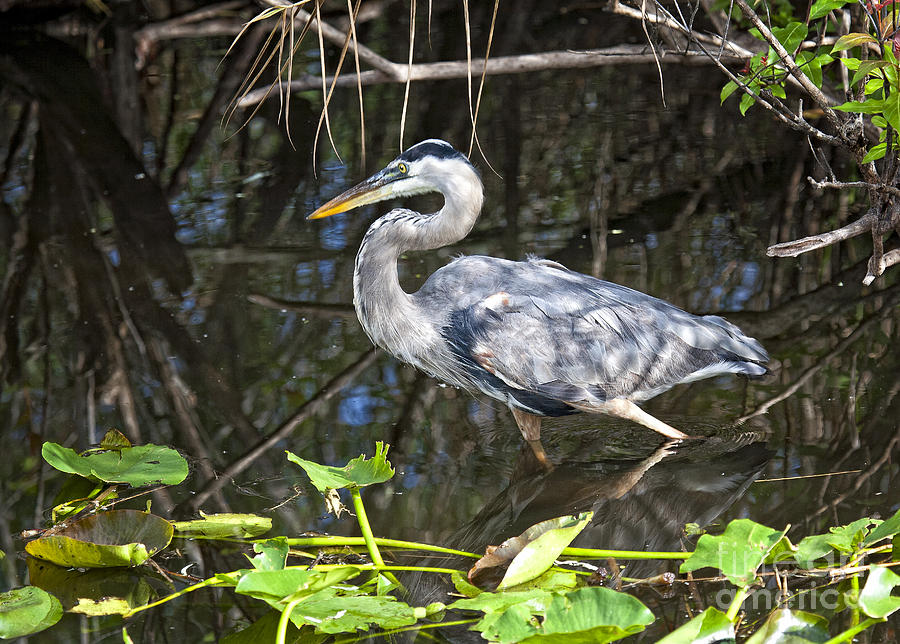 Great Blue Heron #1 Photograph by Ronald Lutz