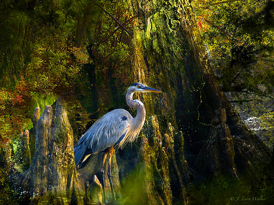 Great Blue Heron Slowly Strolling #1 Digital Art by J Larry Walker
