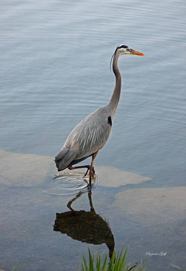 Heron Photograph - Great Blue Heron V #1 by Suzanne Gaff