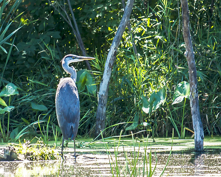 Great Blue Heron Waiting #1 Photograph by Ed Peterson