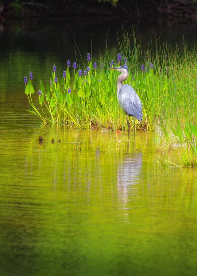 Great Blue Heron with Marsh Flowers #1 Photograph by Bob Coates