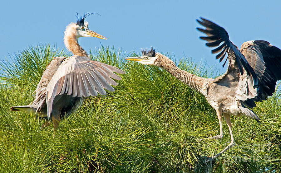 Great Blue Herons #1 Photograph by Millard H. Sharp