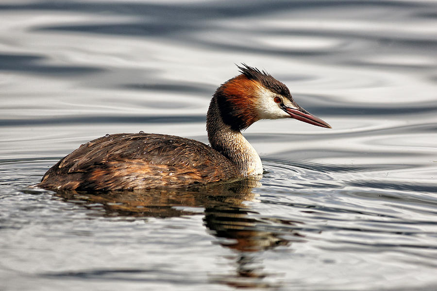 Great crested grebe #1 Photograph by Grant Glendinning