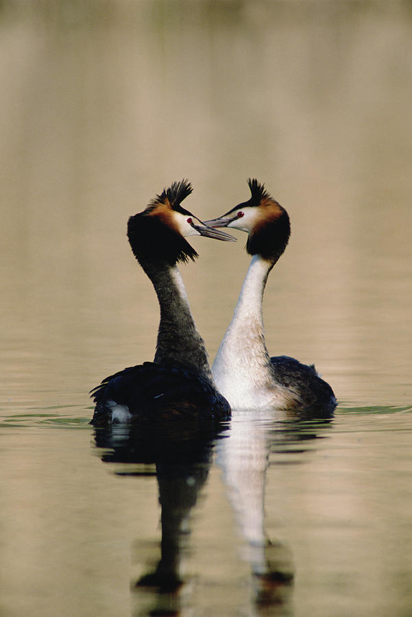 Great Crested Grebes Courting Photograph by Konrad Wothe