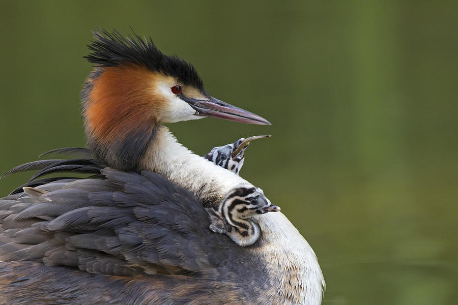 Great Crested Grebes Feeding Chick Photograph by Dickie Duckett