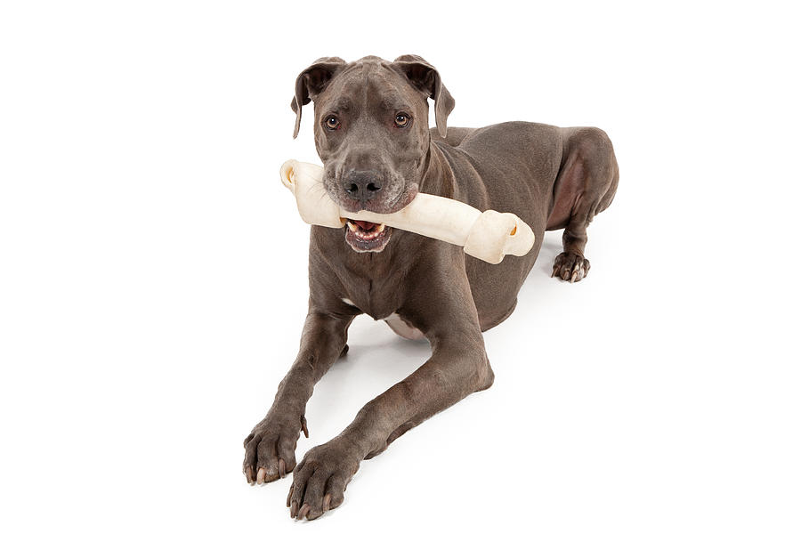 Dog Photograph - Great Dane Dog With Large Bone #1 by Good Focused