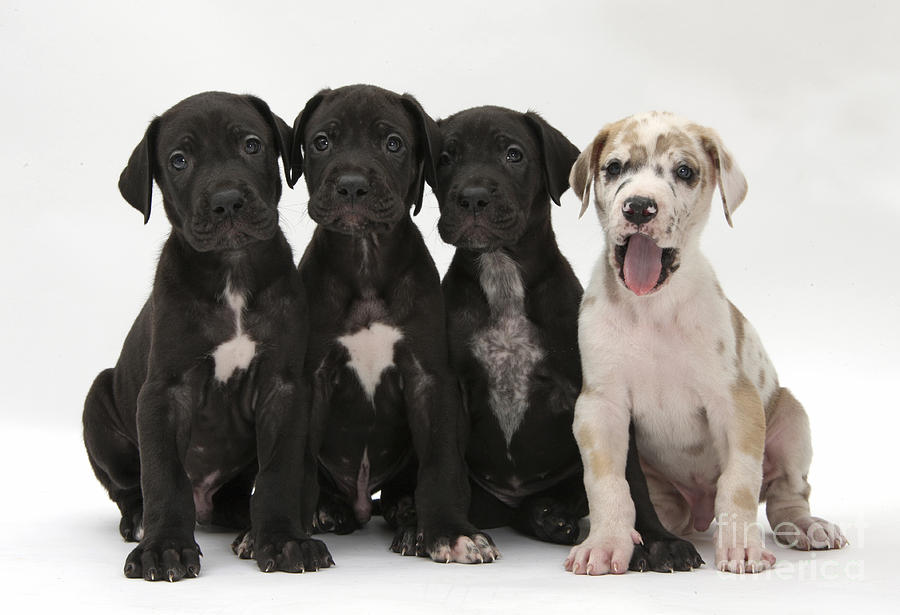 Great Dane Puppies #1 Photograph by Mark Taylor