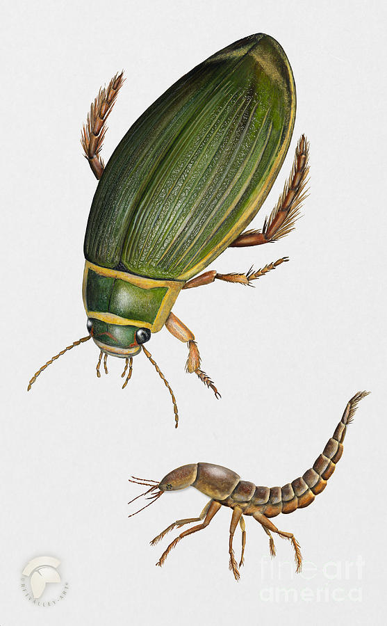 Great Diving Beetle Dytiscus marginalis - Dytique Borde - escarabajo buceador - keltalaitasukeltaja #1 Painting by Urft Valley Art  Matt J G  Maassen-Pohlen