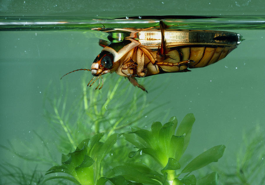 Great Diving Beetle #1 Photograph by Perennou Nuridsany