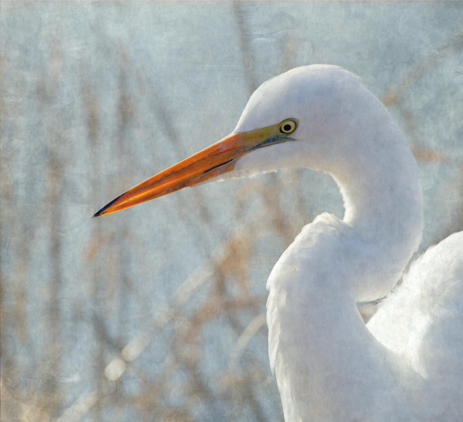 Great Egret #1 Photograph by Angie Vogel