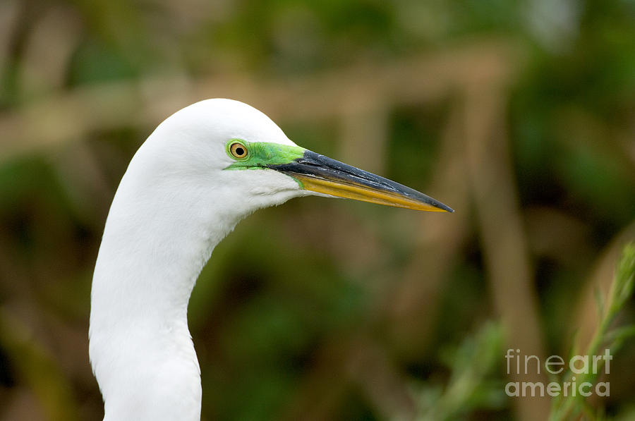 Great Egret #1 Photograph by Anthony Mercieca