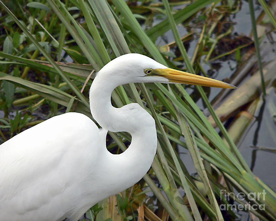 Egret Photograph - Great Egret Close Up #1 by Al Powell Photography USA