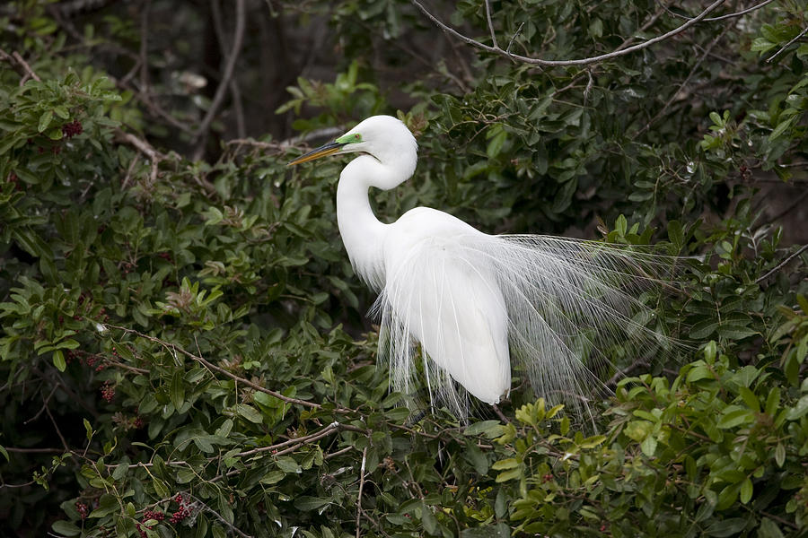 Great Egret Courting In Breeding #1 Photograph by Tom Vezo
