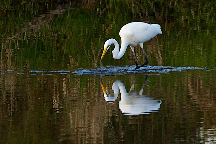 Nature Photograph - Great Egret #1 by Dan Ferrin