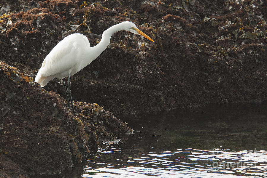 Great egret by Dan Suzio Great egret by Dan Suzio