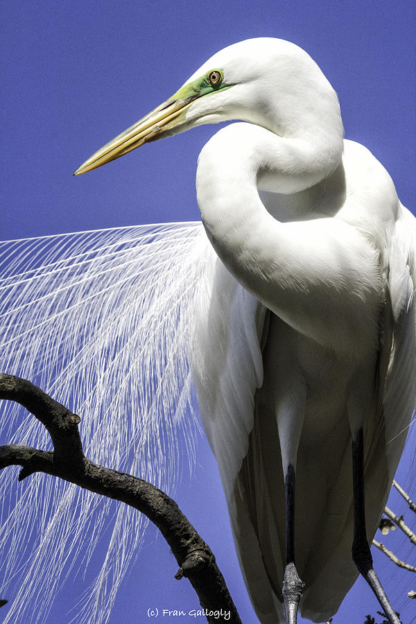 Great Egret #1 Photograph by Fran Gallogly