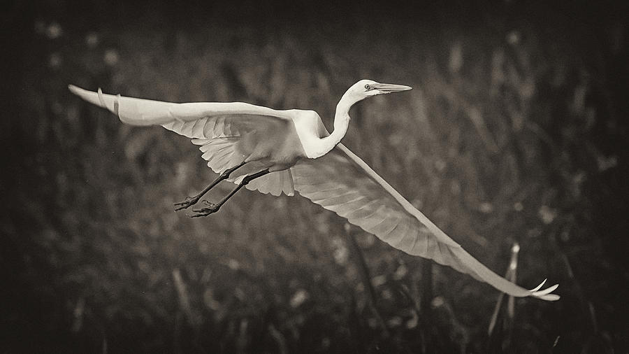 Egret Photograph - Great Egret In Flight #2 by Patrick Lynch