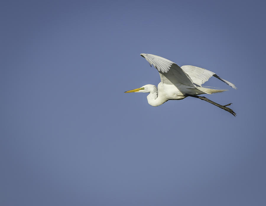Great Egret In Flight Photograph by Thomas Young