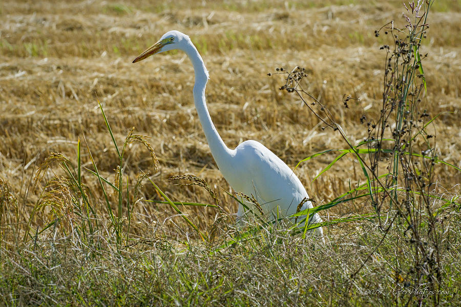 Great Egret Photograph by Jim Thompson