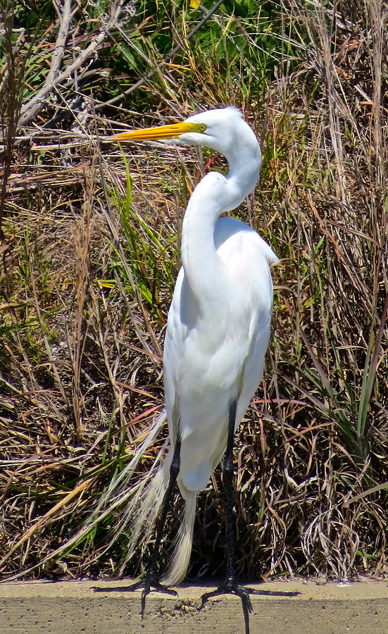 Bird Photograph - Great egret #1 by Michael Anthony