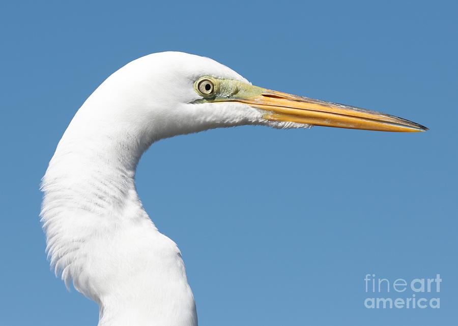 Great Egret Profile Photograph by Carol Groenen