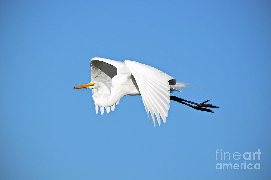 Great Egret #5 Photograph by Savannah Gibbs
