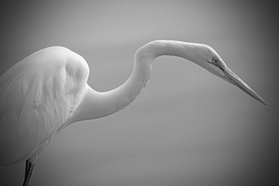 Great Egret Photograph by Stephen Dennstedt