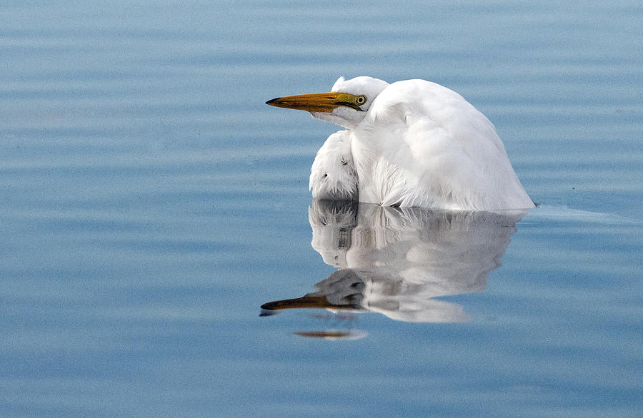 Great Egret #1 Photograph by Tam Ryan