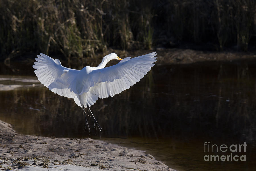 Egret Photograph - Great Egret #1 by Twenty Two North Photography