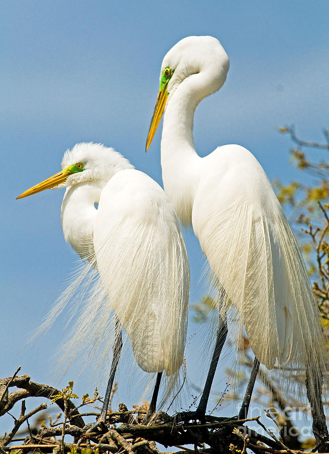 Great Egrets At Nest Photograph by Millard H. Sharp - Fine Art America