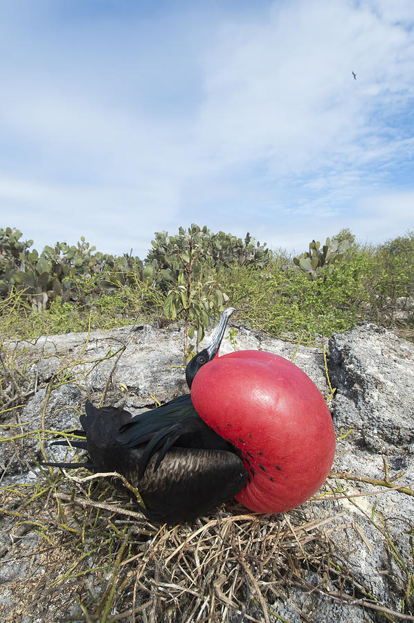 Great Frigatebird Male Displaying #1 Photograph by Tui De Roy