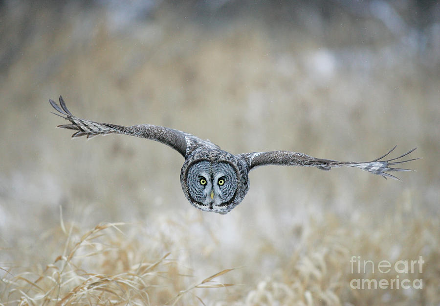 Great Gray Owl #8 Photograph by Jim Zipp