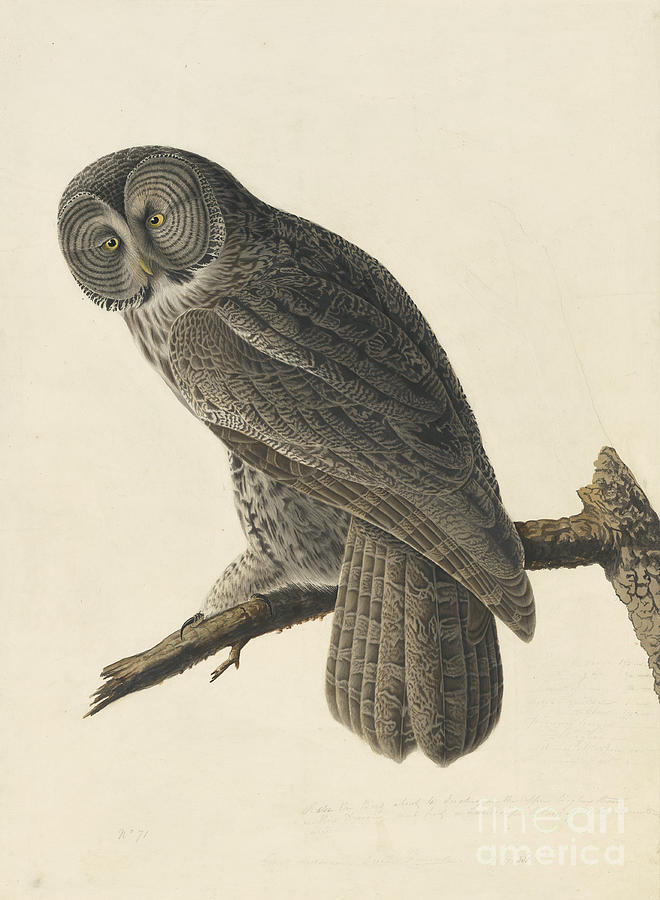 Nature Drawing - Great Gray Owl #1 by Celestial Images
