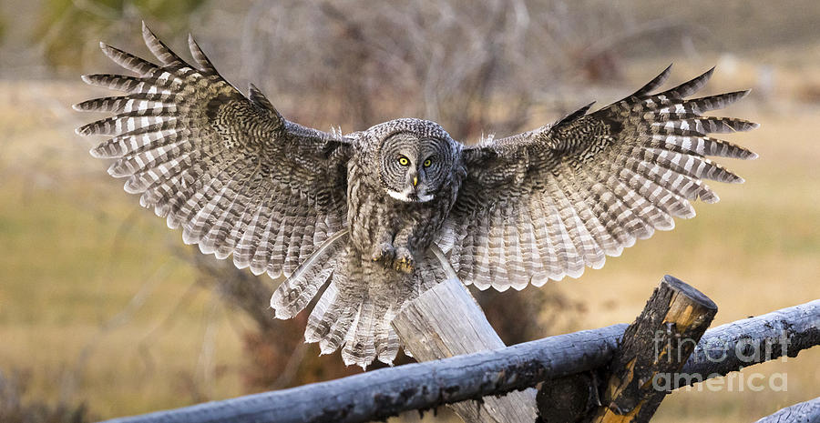 Great Gray Owl Landing Photograph by Mike Cavaroc