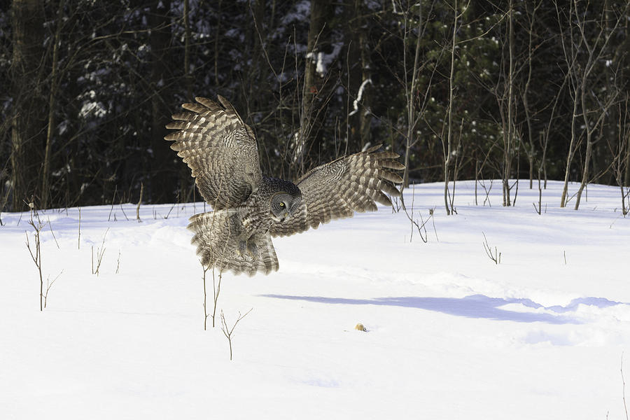 Great Grey Owl in flight #1 Photograph by Josef Pittner