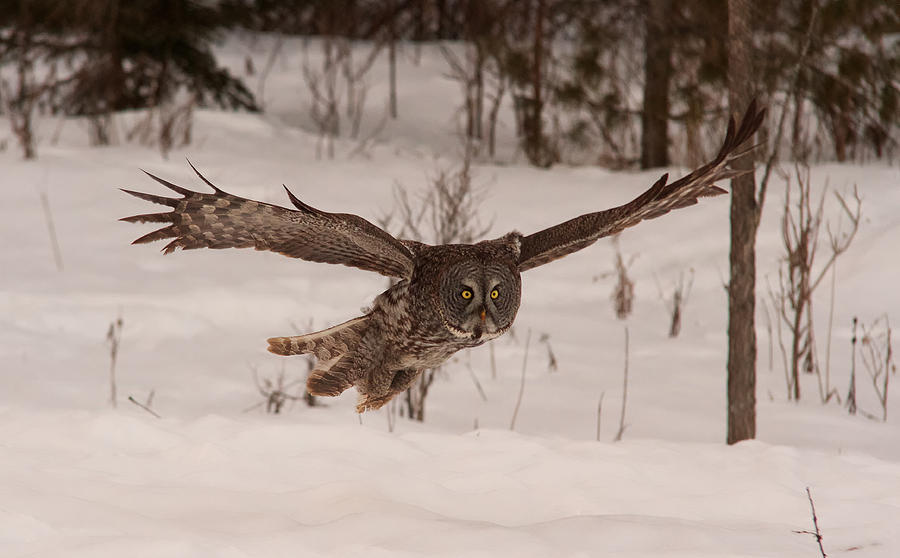 Great Grey Owl #1 Photograph by Josef Pittner