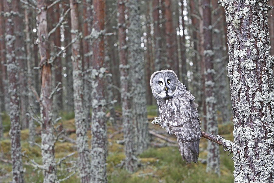 Great Grey Owl #1 Photograph by M. Watson