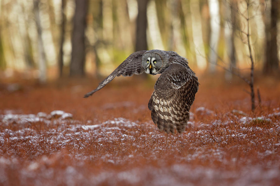 Owl Photograph - Great Grey Owl #1 by Milan Zygmunt