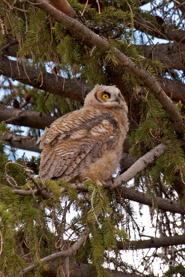 Great Horned Owl at Mammoth #1 Photograph by Fred Stearns