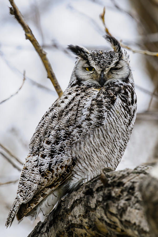 Great-horned Owl Photograph