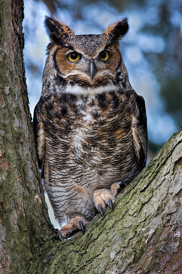 Owl Photograph - Great Horned Owl by Dale Kincaid