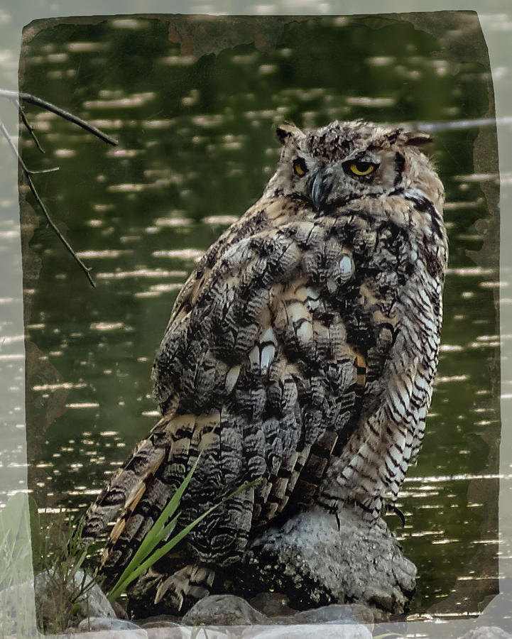 Great Horned Owl #1 Photograph by Ernest Echols