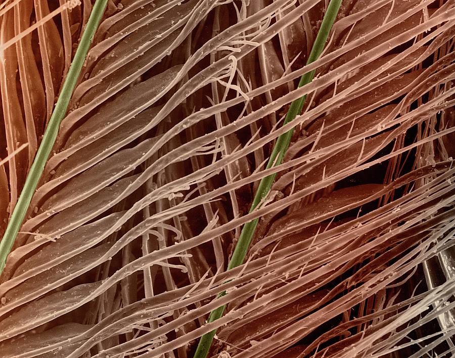 Great Horned Owl Feather #1 Photograph by Dennis Kunkel Microscopy/science Photo Library
