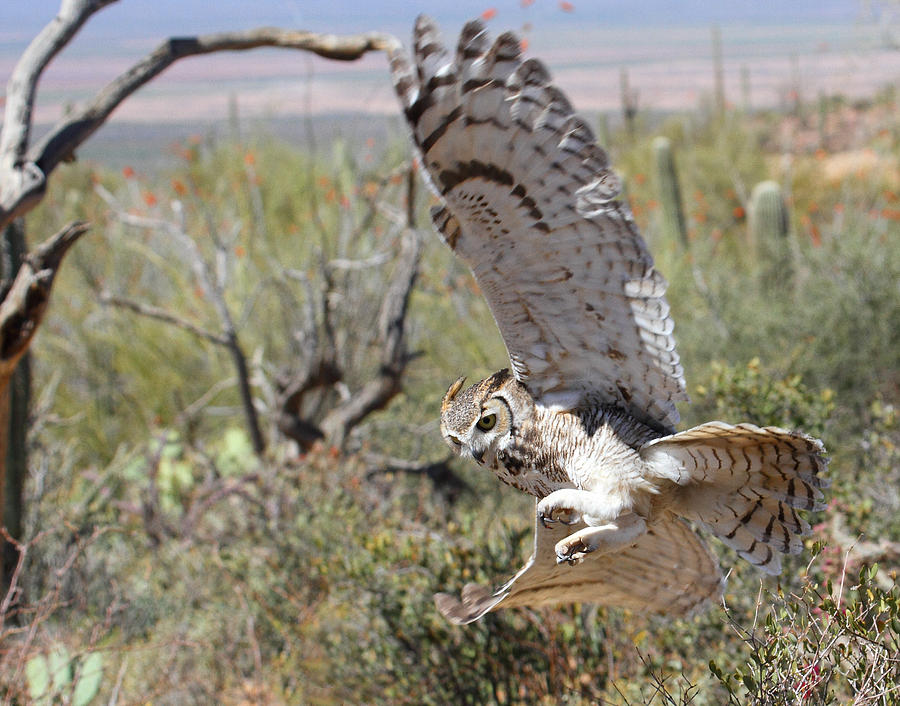 Great Horned Owl In Flight Photograph